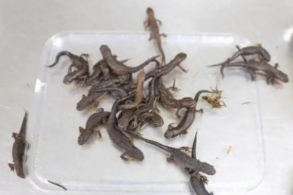 蝾螈的养殖方法，冬季每隔半个月换一次水