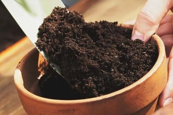 槟榔种子的种植方式,土壤最好偏向微酸性