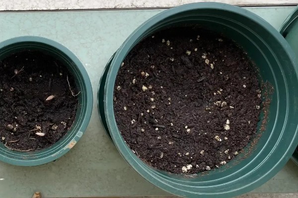 槟榔种子的种植方式,土壤最好偏向微酸性