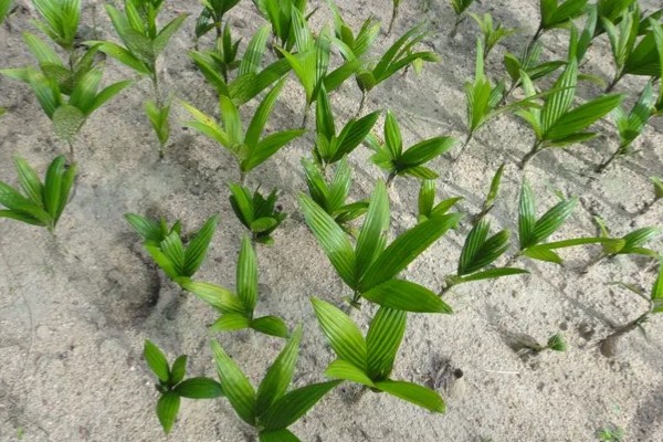 槟榔种子的种植方式,土壤最好偏向微酸性