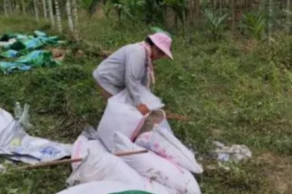 槟榔种子的种植方式,土壤最好偏向微酸性