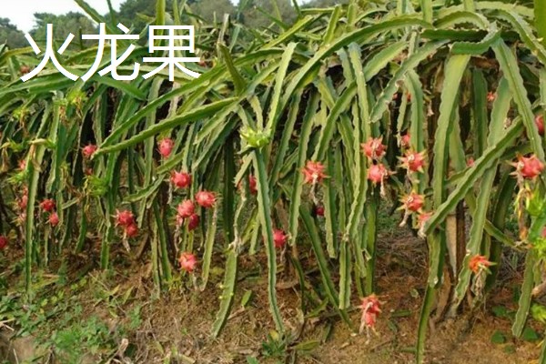 火龙果和昙花有什么区别,植株、开花时间等方面不同