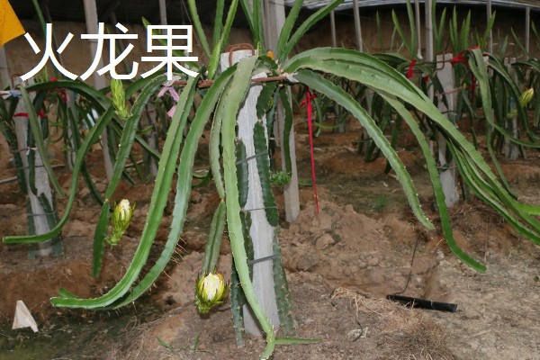 火龙果和昙花有什么区别,植株、开花时间等方面不同