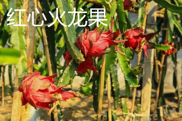 火龙果和昙花有什么区别,植株、开花时间等方面不同