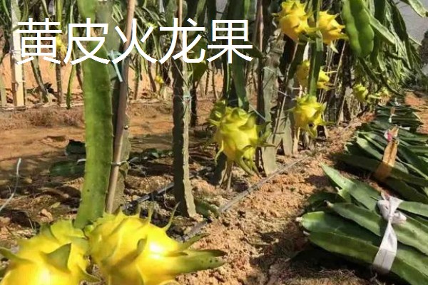 火龙果和昙花有什么区别,植株、开花时间等方面不同