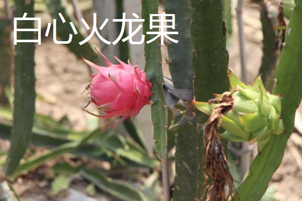 火龙果和昙花有什么区别,植株、开花时间等方面不同