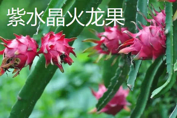 火龙果和昙花有什么区别,植株、开花时间等方面不同