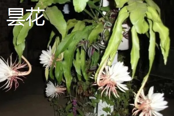 火龙果和昙花有什么区别,植株、开花时间等方面不同