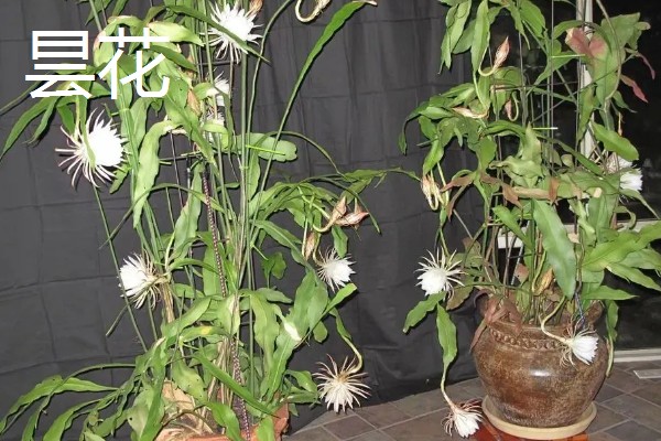火龙果和昙花有什么区别,植株、开花时间等方面不同
