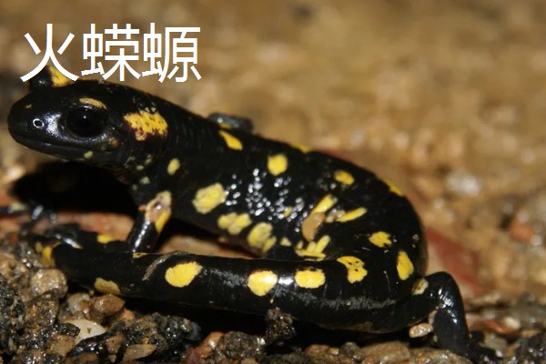 蝾螈的养殖方法，冬季每隔半个月换一次水