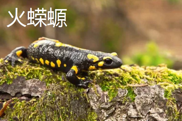 蝾螈的养殖方法，冬季每隔半个月换一次水