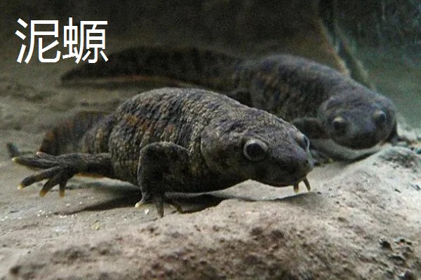 蝾螈的养殖方法，冬季每隔半个月换一次水