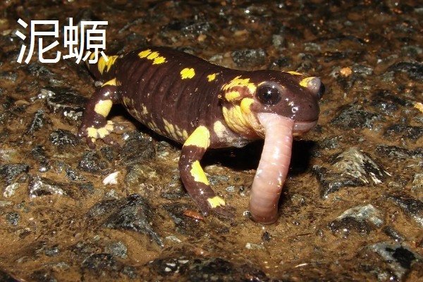 蝾螈的养殖方法，冬季每隔半个月换一次水