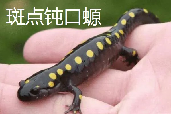 蝾螈的养殖方法，冬季每隔半个月换一次水