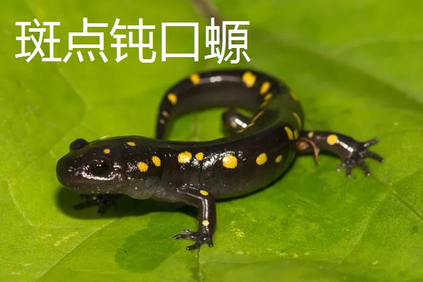 蝾螈的养殖方法，冬季每隔半个月换一次水