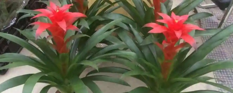 红星凤梨的浇水方法，春秋季节每隔2-3天浇一次