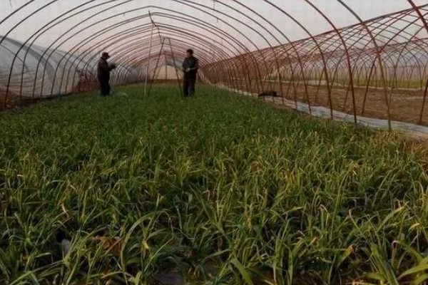 红头香蒜苗怎么播种，撒播种子后浇水并让它接受散射光