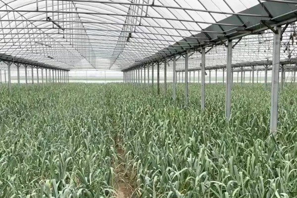 红头香蒜苗怎么播种，撒播种子后浇水并让它接受散射光