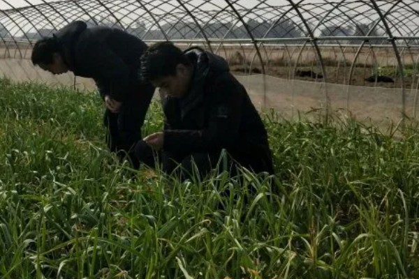 红头香蒜苗怎么播种，撒播种子后浇水并让它接受散射光