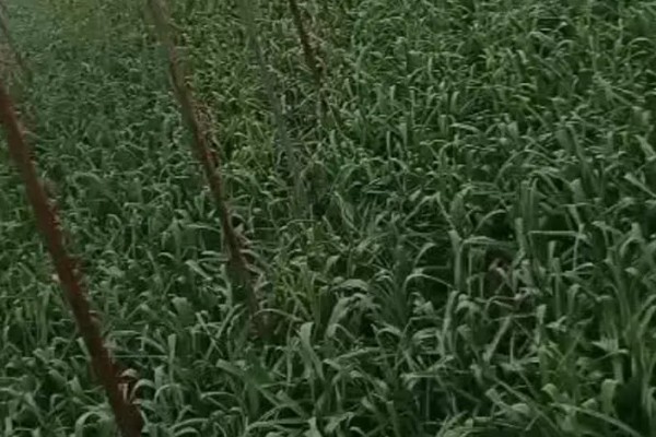 红头香蒜苗怎么播种，撒播种子后浇水并让它接受散射光