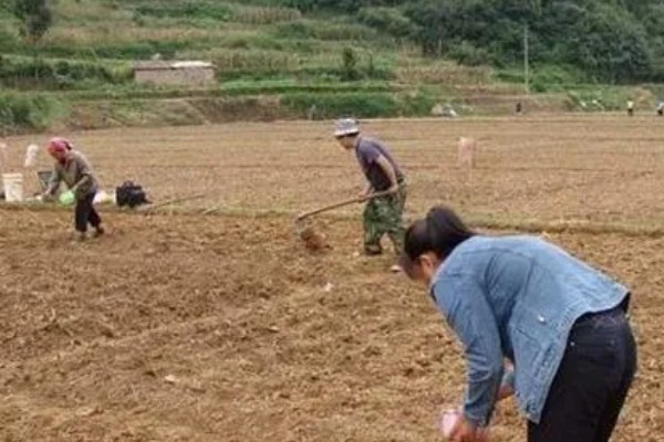 红头香蒜苗怎么播种，撒播种子后浇水并让它接受散射光
