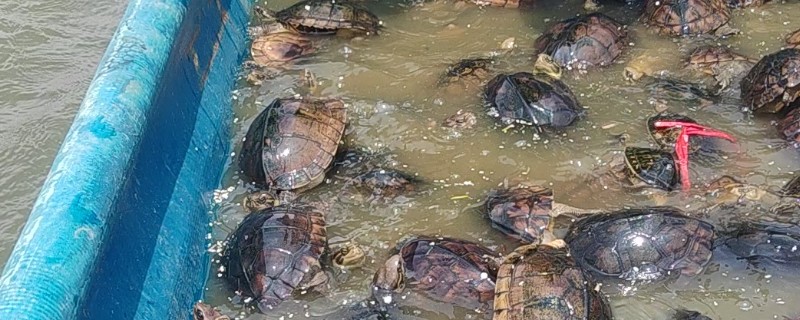 金钱龟能放生到河里吗，能放生到河里