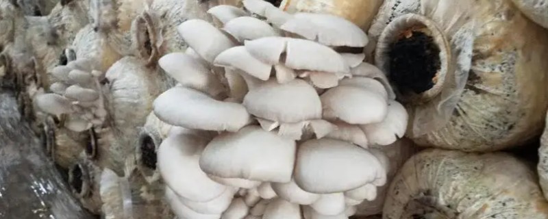 蘑菇虫害怎么农药防治，棚外一定距离可使用敌百虫、敌敌畏等