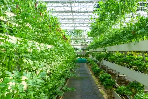 蔬菜无土栽培怎么管理，等根系微微干枯时再补水