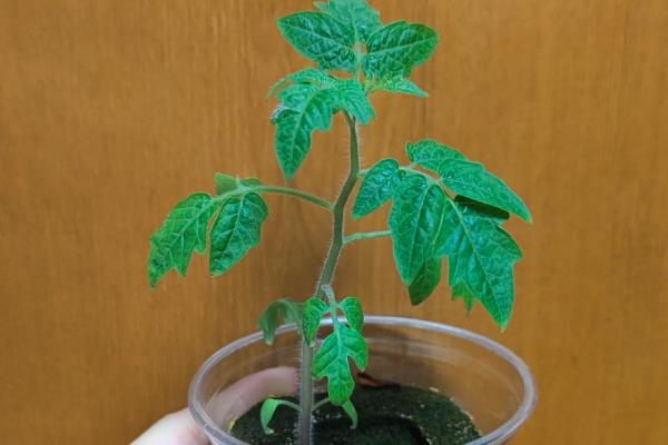 蔬菜无土栽培怎么管理，等根系微微干枯时再补水