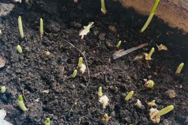 大蒜如何种植,通常在9月份开始育苗