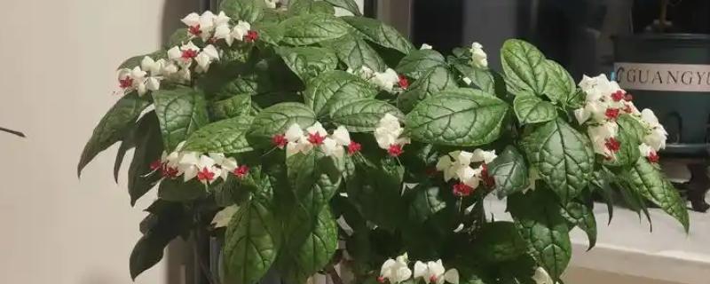 龙吐珠有没有毒，是没有毒的
