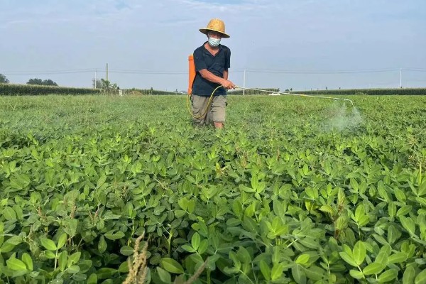 花生的病虫害有哪些,常见的有褐斑病、黑斑病等