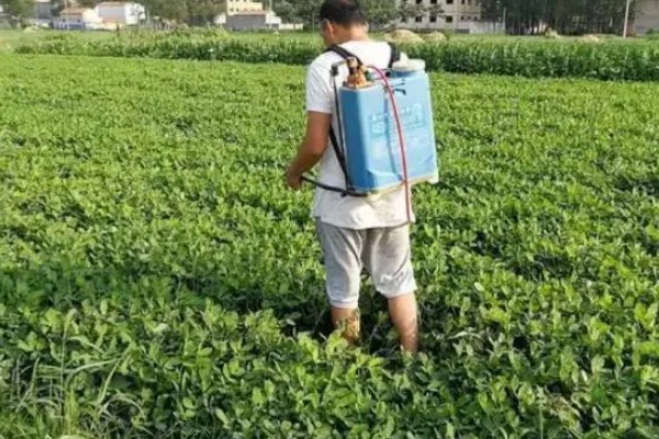 花生的病虫害有哪些,常见的有褐斑病、黑斑病等