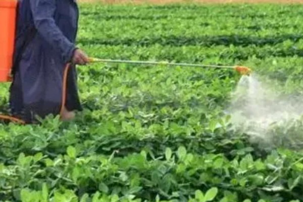 花生的病虫害有哪些,常见的有褐斑病、黑斑病等