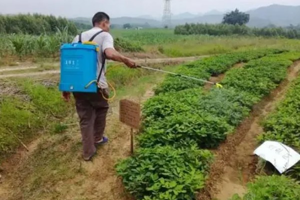 花生的病虫害有哪些,常见的有褐斑病、黑斑病等
