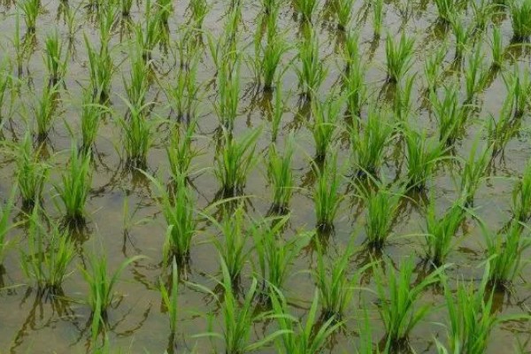 水稻僵苗原因，缺少营养、插秧太深等因素都会引起