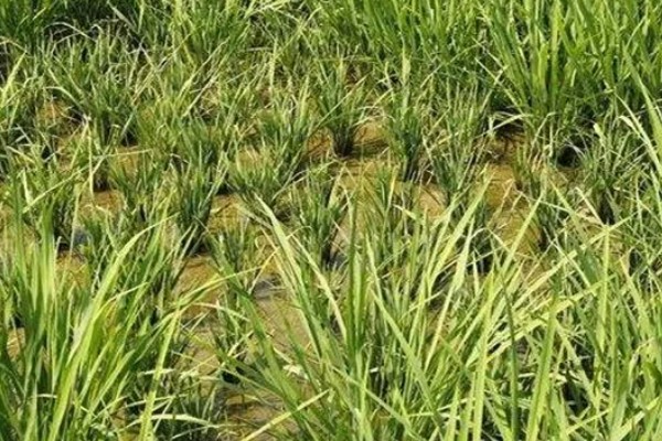 水稻僵苗原因，缺少营养、插秧太深等因素都会引起