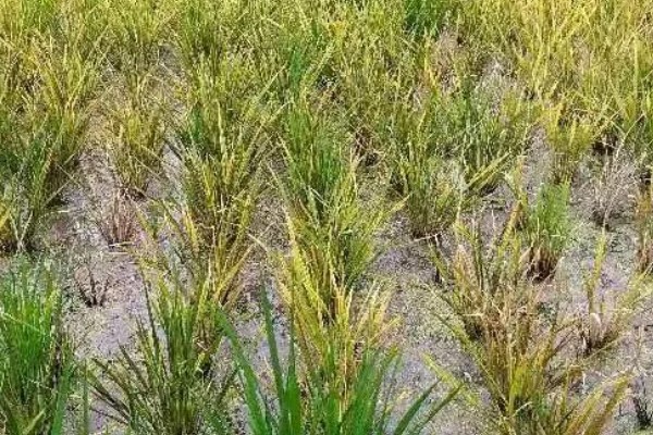水稻僵苗原因，缺少营养、插秧太深等因素都会引起