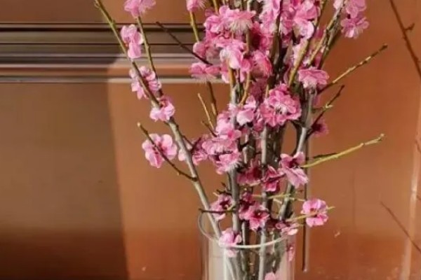 水培干枝梅花可以存活多久,能存活三个月左右