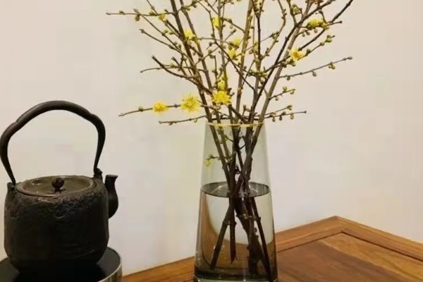 水培干枝梅花可以存活多久,能存活三个月左右
