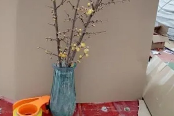 水培干枝梅花可以存活多久,能存活三个月左右