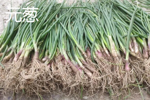 辽宁本溪市的特产，桓仁大米曾是宫廷贡米
