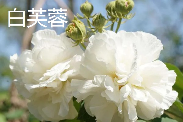 木芙蓉花有哪些品种，常见的有白芙蓉、黄芙蓉等