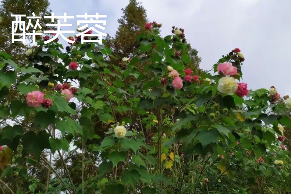木芙蓉花有哪些品种，常见的有白芙蓉、黄芙蓉等