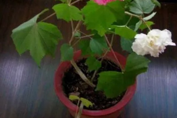 木芙蓉花有哪些品种，常见的有白芙蓉、黄芙蓉等