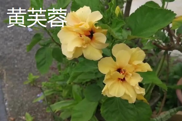 木芙蓉花有哪些品种，常见的有白芙蓉、黄芙蓉等