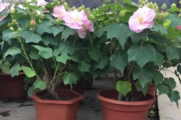 木芙蓉花有哪些品种，常见的有白芙蓉、黄芙蓉等