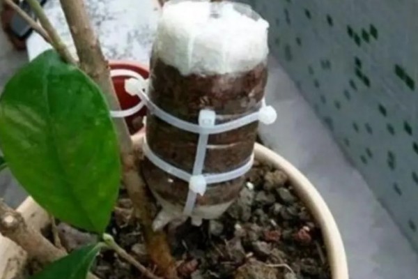 金桂为什么不开花,营养不足、发生病害都是常见原因