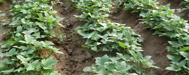 地瓜的种植时间，4-6月份为宜