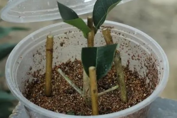 金桂为什么不开花,营养不足、发生病害都是常见原因